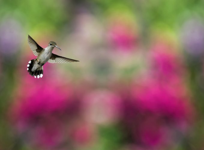 Wallpaper Bird, Hummingbird, humming bird, colorful, blur, Animals 8348111617
